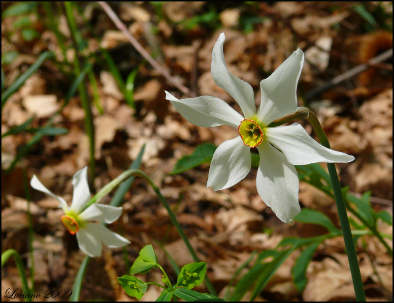 Narcissus poeticus / Narciso dei poeti (e Aquilegia atrata)